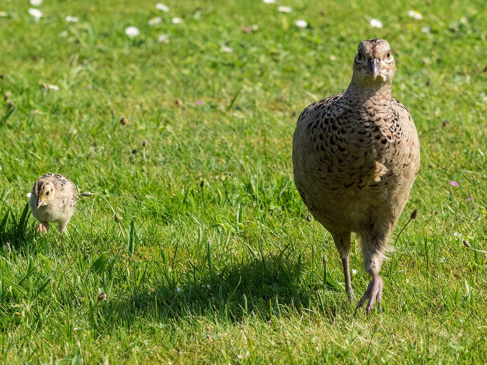 Ring-Necked Pheasant Conservation Reserve Program