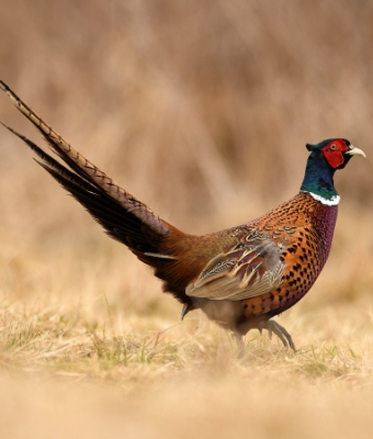 pheasant CRP field feature