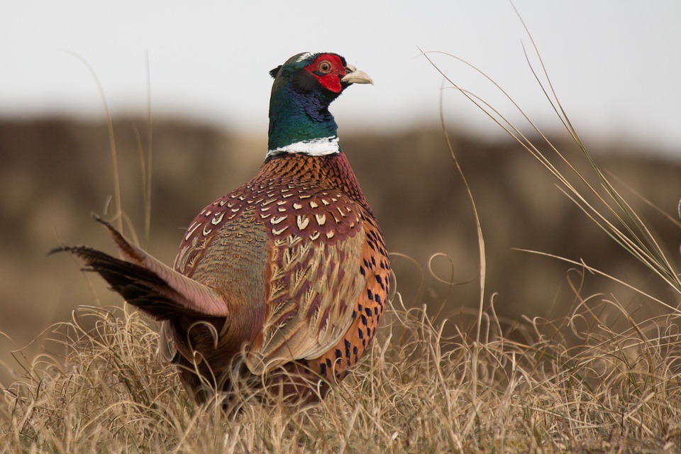 Ring-Necked Pheasant Conservation Reserve Program