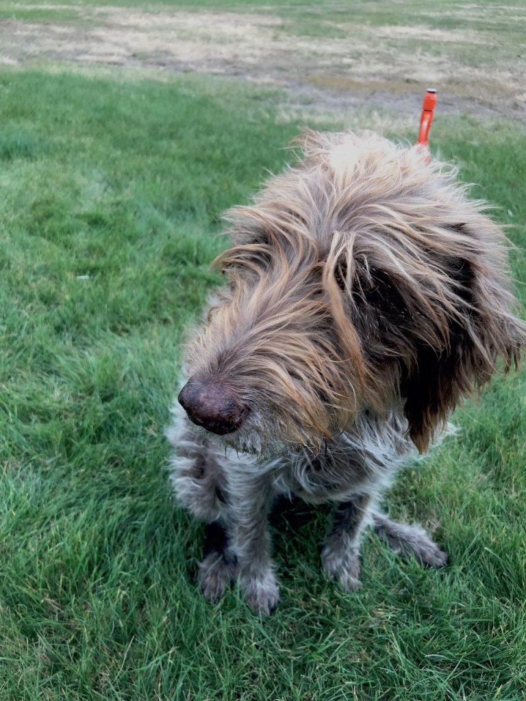 Obituary for a Bird Dog