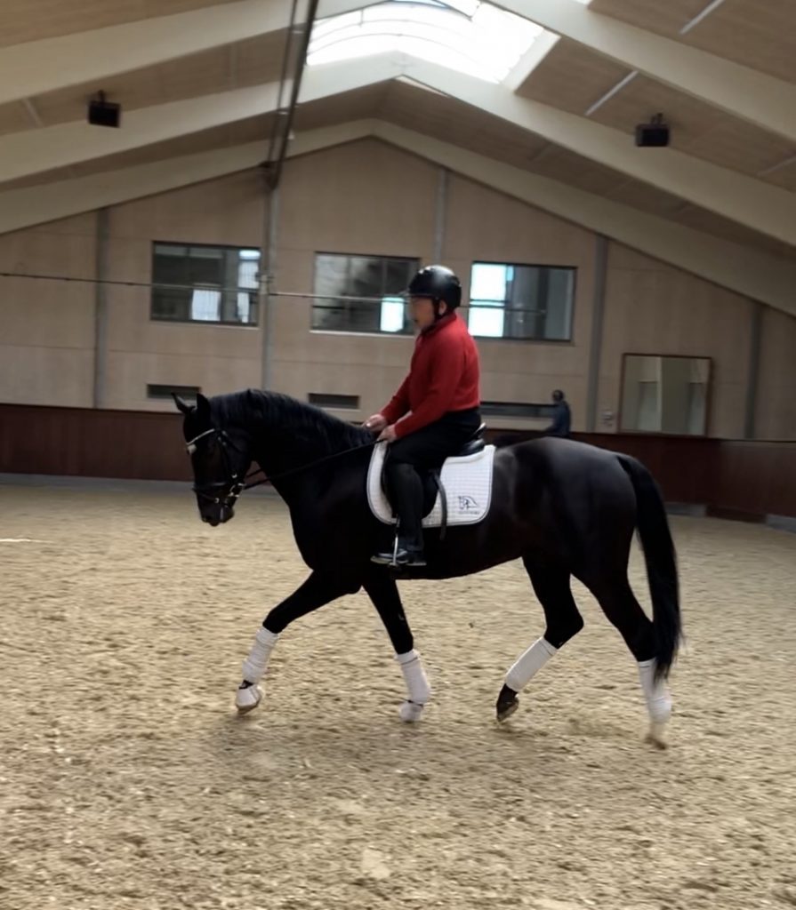 Perfect Athlete dressage horse