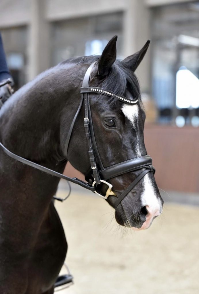 Perfect Athlete dressage horse