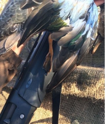 teal hunt v3 remington