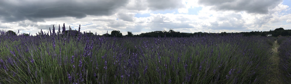 Lavender Fields England