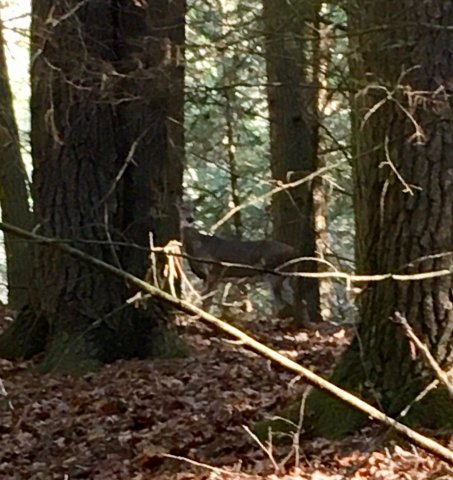 Hunting Squirrels in Appalachia