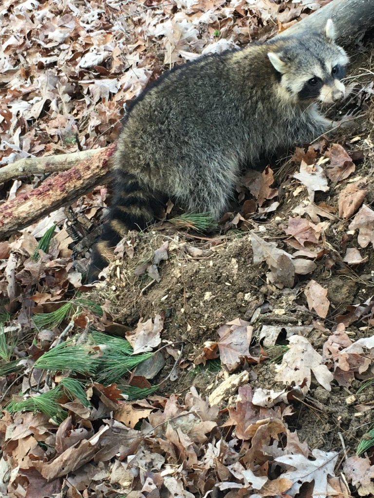 trapped raccoon