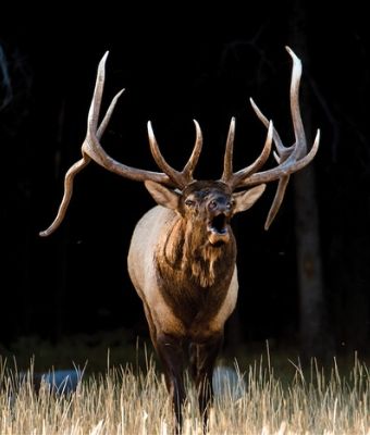 RMEF Maintains All Time High Membership Momentum feature