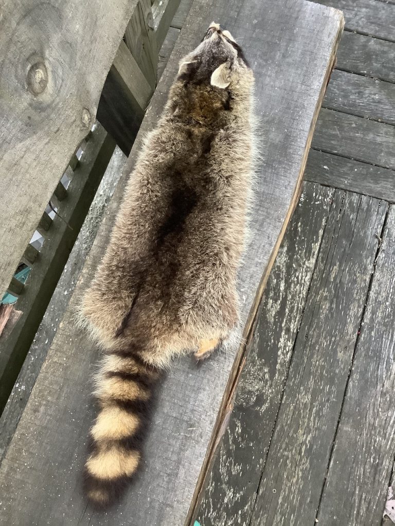 Makayla Scott: A Tradition Passed Down, My First Trapping Experience skinned raccoon