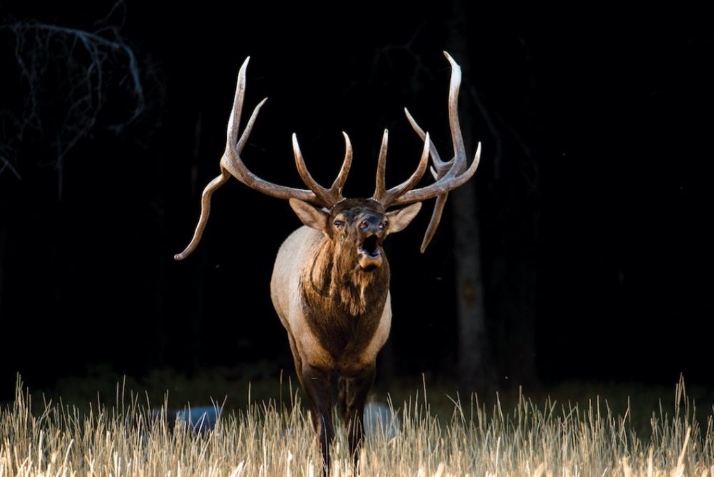 RMEF Rocky Mountain Elk Foundation