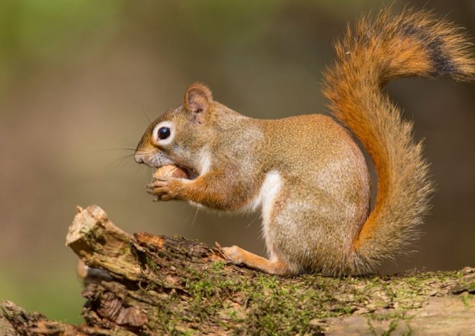 Hunting Squirrels in Appalachia