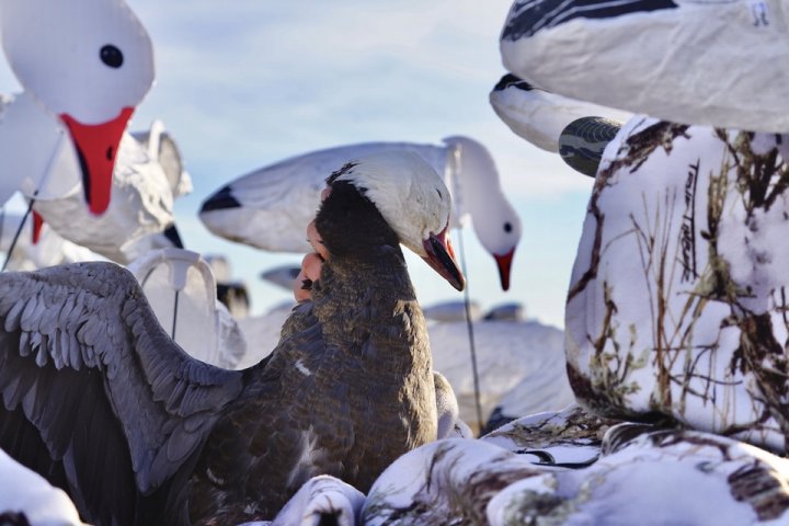 Arkansas Goose Hunt