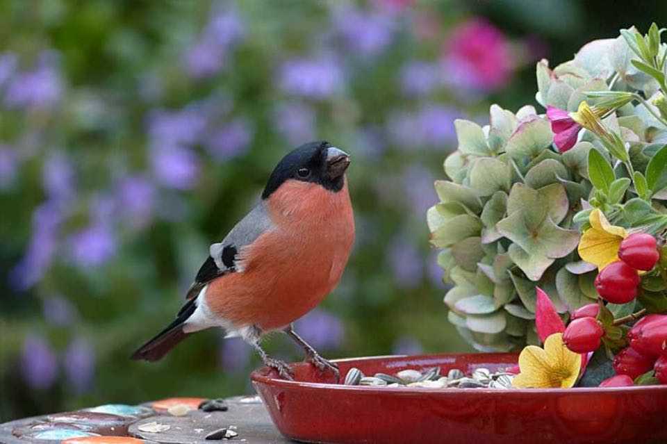 Happy DIY Home: 19 Ways to Make Your Backyard Bird Friendly