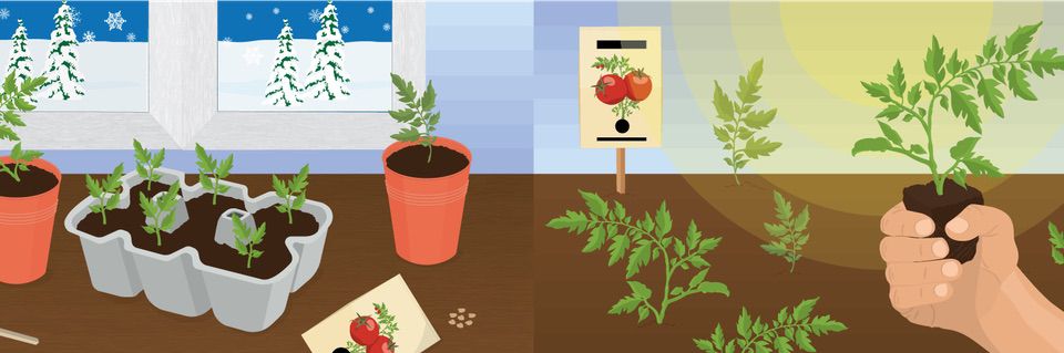 DIY: Starting Seeds in Winter for a Spring Garden