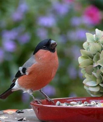 Happy DIY Home: 19 Ways to Make Your Backyard Bird Friendly feature