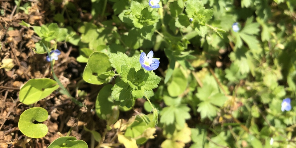 Corn Speedwell Veronica arvensis