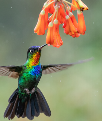 Hummingbird Resources Sure to Brighten Your Spring orange flower feature