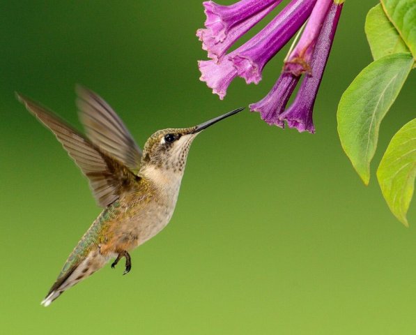 Hummingbird Resources purple flower 