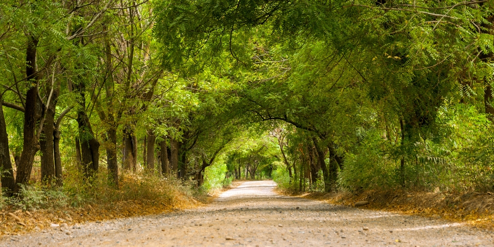 Positive Mindset Tree Walk