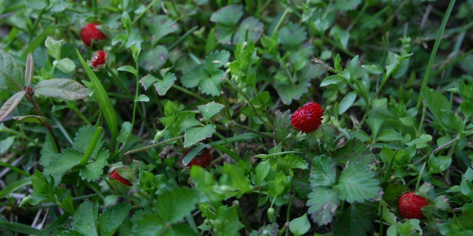 Wild Strawberries Fragaria virginiana nature walk