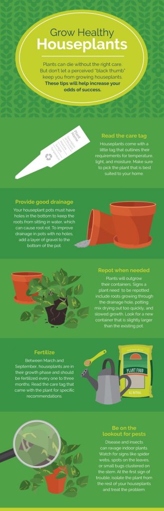 grow-healthy-houseplants