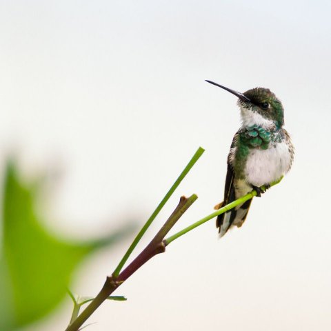 Hummingbird Resources Green hummingbird on branch