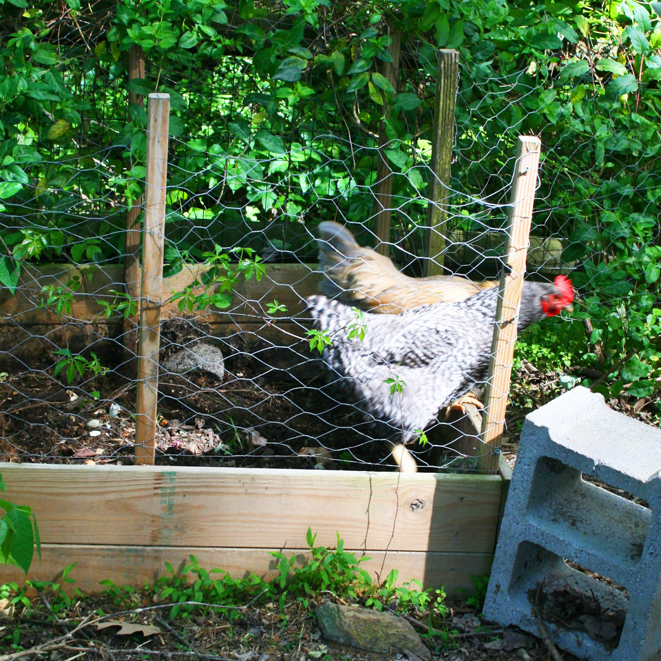Chickens in Compost