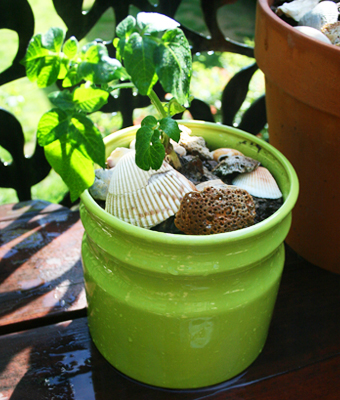 Compost Volunteer Garden feature