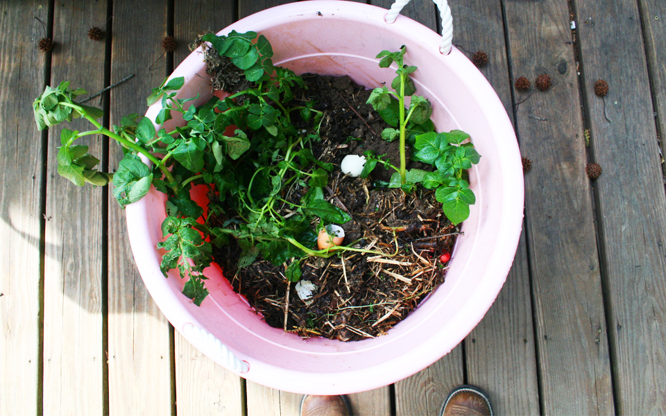 Compost in Bucket