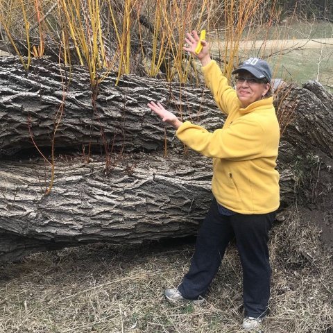 Gathering willow