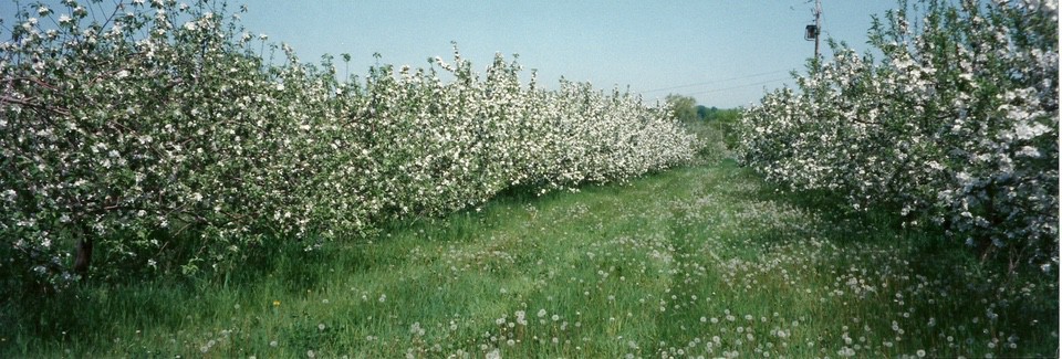 Spring Orchard