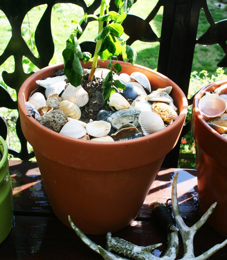 Plants in Pot