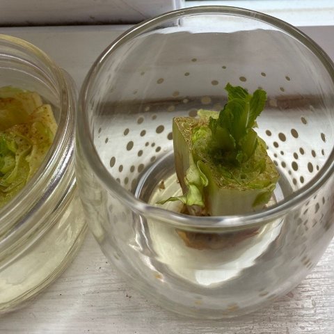 Romaine Cut Stem Sprouting from Scraps