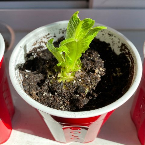 Sprouting Romaine Planted Stem