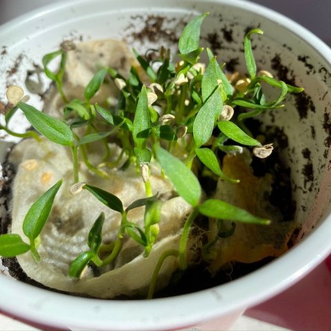 Seed Sprouting on Paper Towel Cup