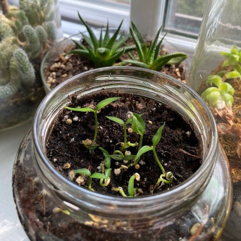 Sprouting Pepper Seeds