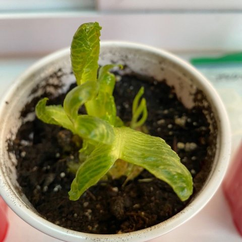 Sprouting Romaine Heart Stem Sprouting from Scraps