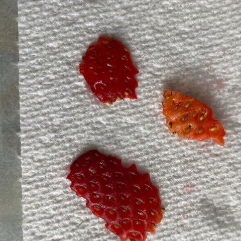 Strawberries Isolate the Seeds Sprouting from Scraps