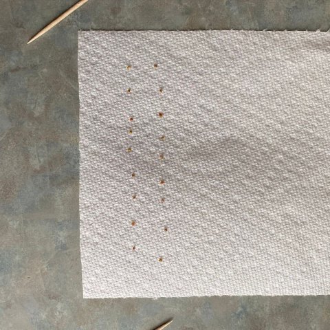 Strawberries Line Up Seeds