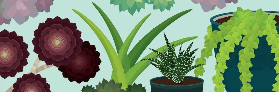 a-guide-to-succulents-header gardening plants