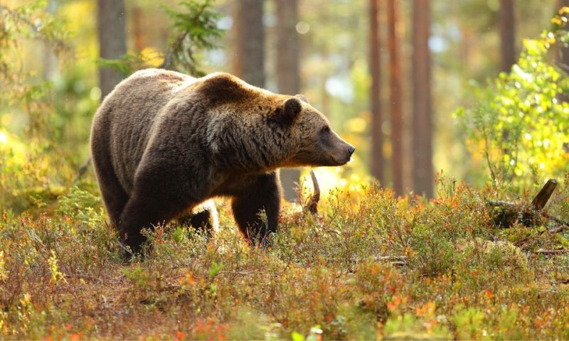Bear Safety: How To Be Safe Around Bears