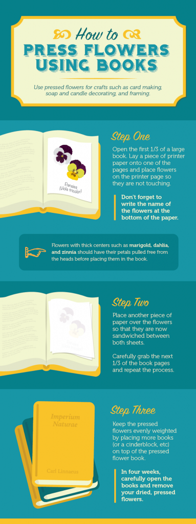 how-to-press-flowers-using-books-em everlastings