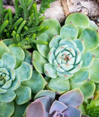 FIX.com: Everything You Need to Know About Succulents