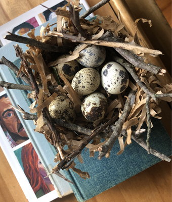 Bird Nests for Quail Eggs Feature