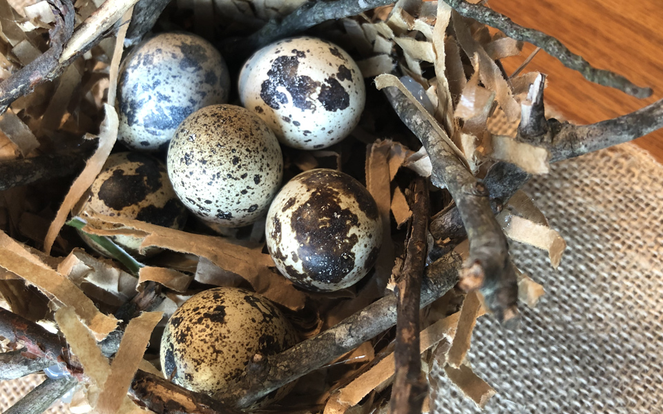 Bird Nests for Quail Eggs