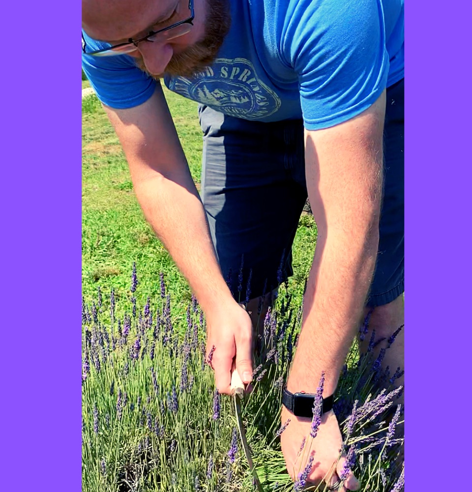 Swank lavender farm logan cutting lavender