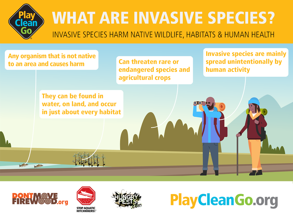 What are Invasive species