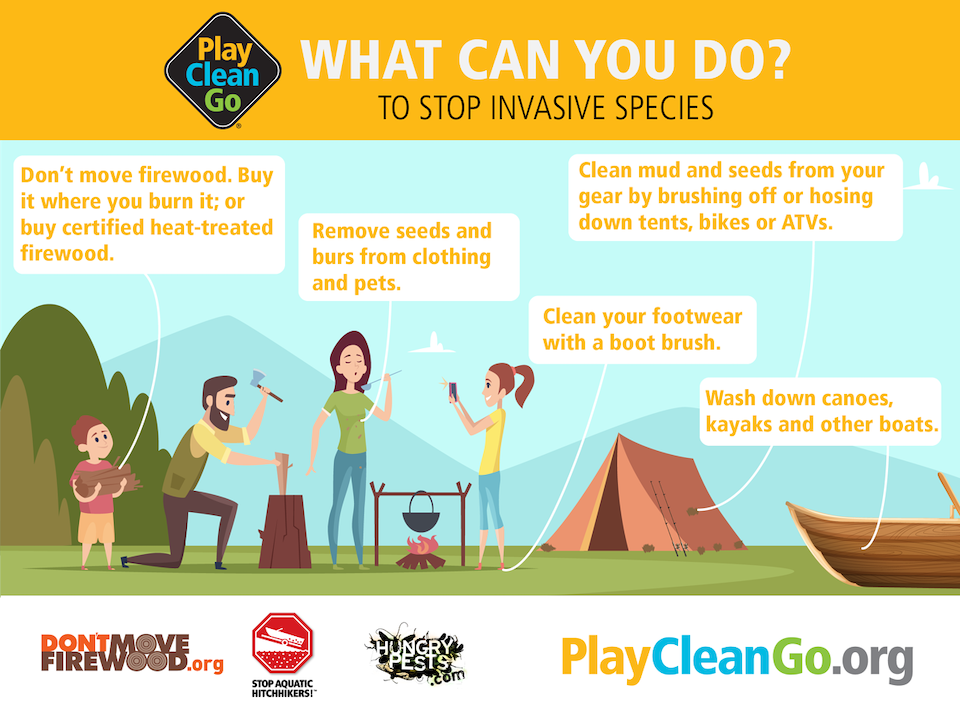What can you do invasive species