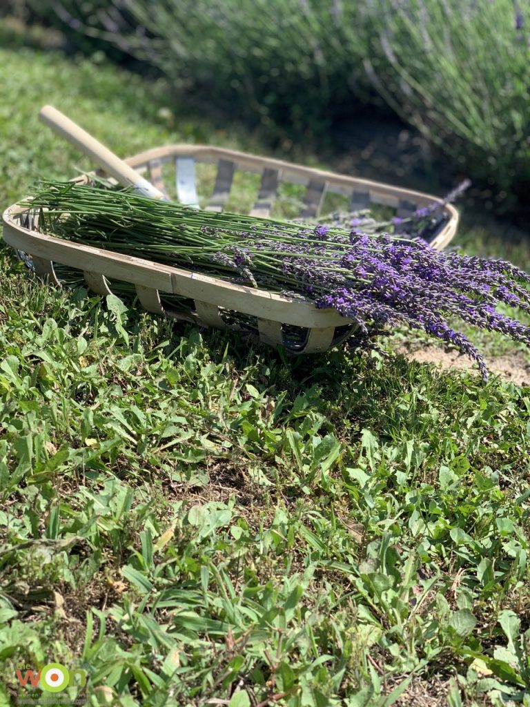 lavender in basket in field