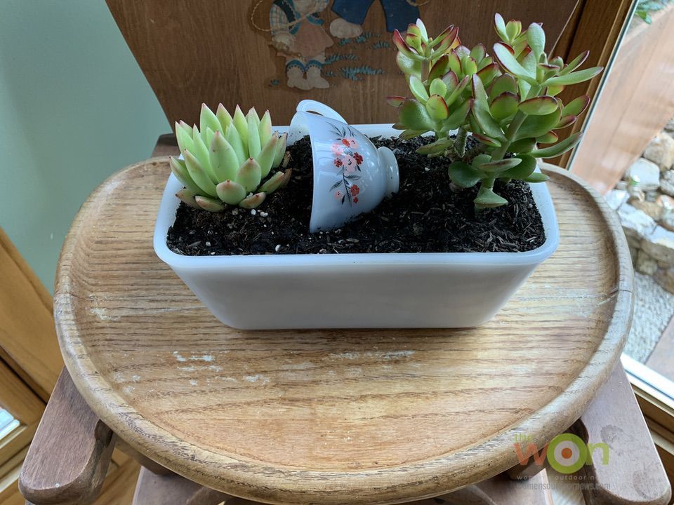 little cactus in pot