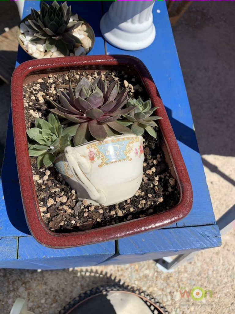 succulent in clay pan